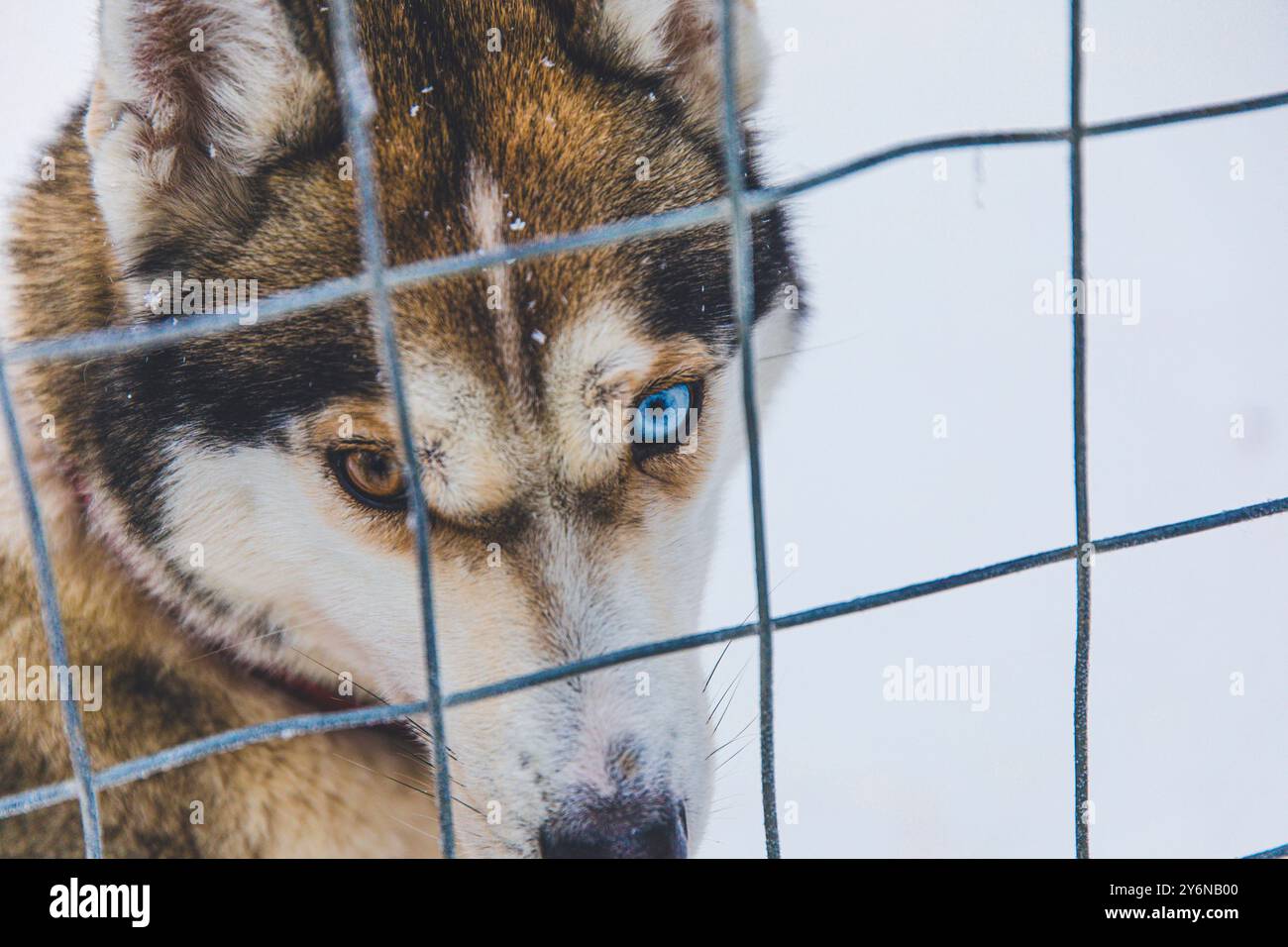Skandinavien, Lappland, Finnland. Husky, Schlittenhund. Wandaugen Stockfoto