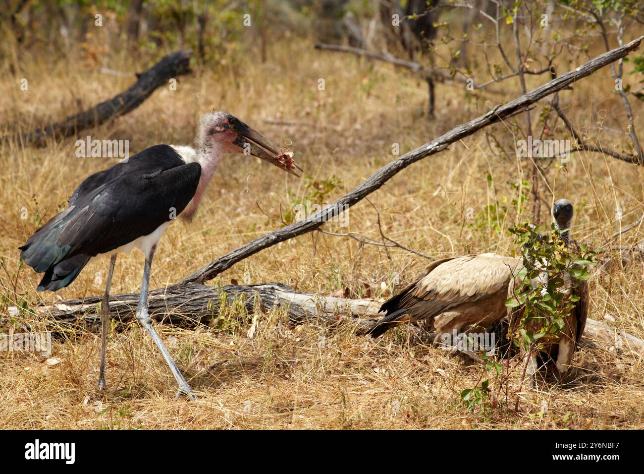 Ein Marabustorch und ein Geier in einer trockenen Savanne, die die raue und dennoch wunderschöne Tierwelt der afrikanischen Ebenen veranschaulichen. Stockfoto Ein Marabustorch und ein Geier in einer trockenen Savanne, die die raue und dennoch wunderschöne Tierwelt der afrikanischen Ebenen veranschaulichen. Stockfoto