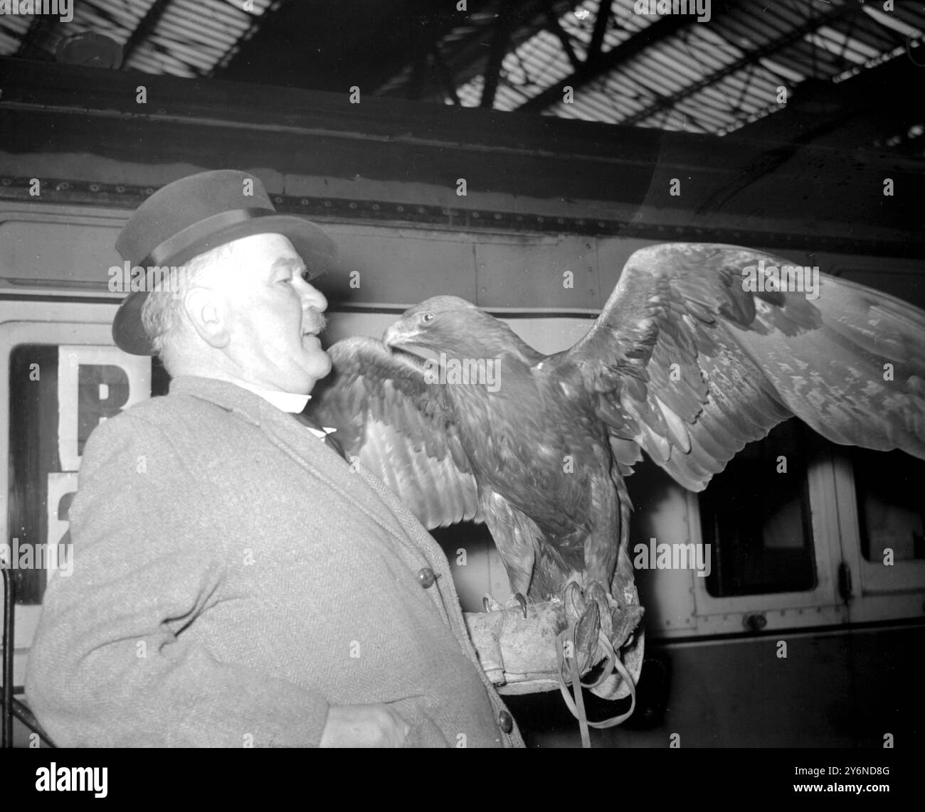 London: Mr. Ramshaw, der berühmte Goldene Adler von Captain Charles Knight, streckt seine Flügel, wie sein Meister, der an der Waterloo Station in den Mauretanienzug steigt. Herr Ramshaw hat bereits 26 Mal den Atlantik überquert und einmal einen Teil überquert. Das war 1940, als das Schiff, auf dem er und sein Besitzer unterwegs waren, torpediert wurde. Capatin Knight wurde von einem britischen Zerstörer aufgegriffen, musste aber den Adler zurücklassen. Wenige Tage später wurde das torpedierte Schiff mit Mr. Ramshaw an Bord nach Britian zurückgezogen. Der Adler, den Captain Knight zur Falknerei ausgebildet hat, ist jetzt in seinen Zwanzigern. Normalerweise Stockfoto