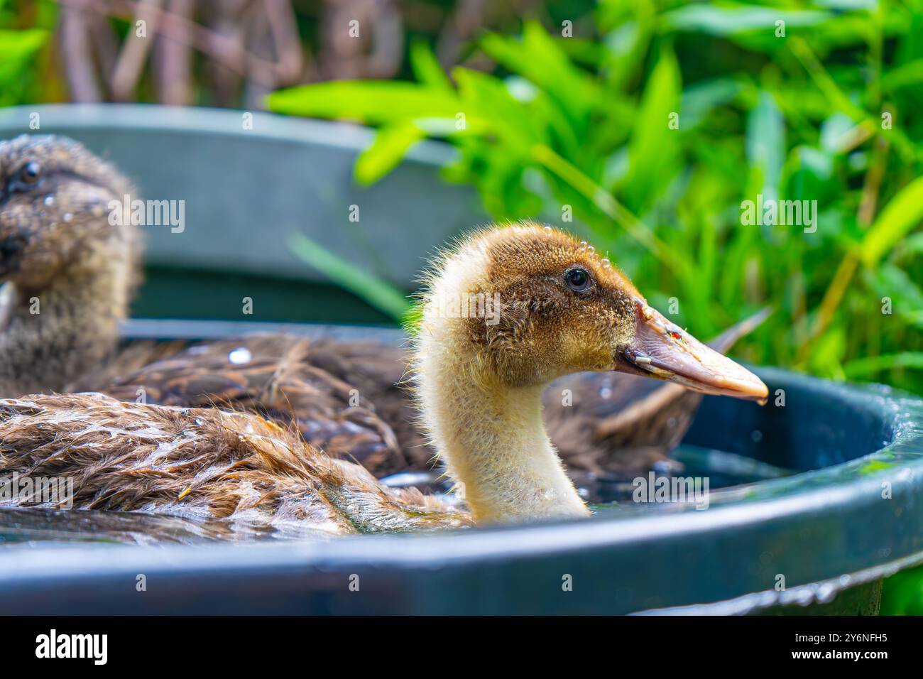 Enten schwimmen in einer Badewanne. Enten als Haustiere helfen im Garten. Glückliche Enten im Garten. Enten Schwimmen. Süße Khaki Campbell Enten. Stockfoto