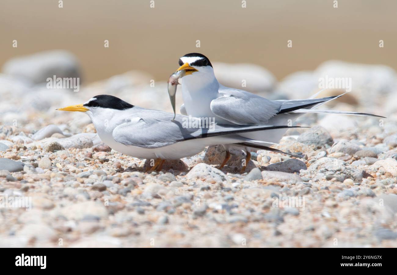 Am wenigsten Seeschwalbenpaare mit Fischen im Allen's Pond Wildlife Sanctuary, Westport, Massachusetts Stockfoto