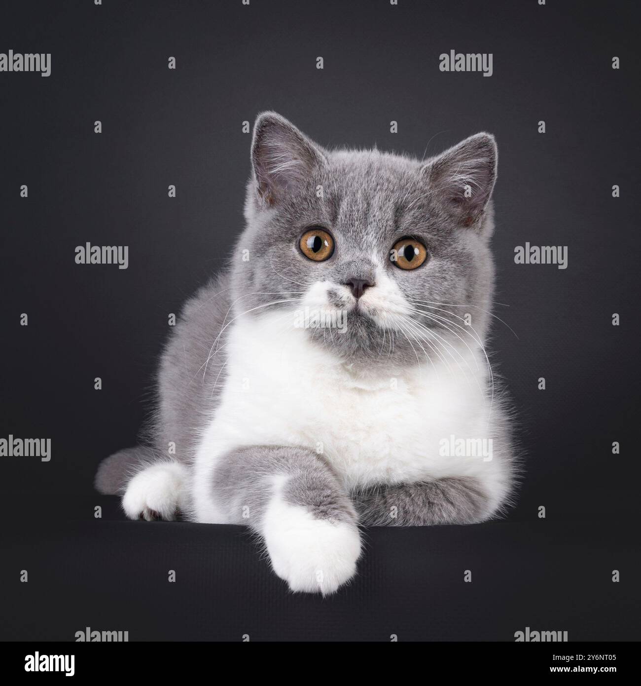 Niedliches Blau mit weißem, britischem Kurzhaar-Katzenkätzchen, das nach vorne hin liegt. Blick auf die Kamera mit orangefarbenen Augen. Isoliert auf schwarzem Hintergrund. Stockfoto