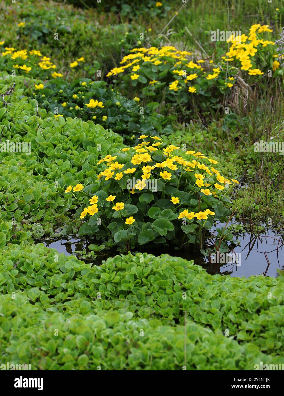 Marsh Marigold oder Kingcup, Caltha palustris, Ranunculaceae. Island. Stockfoto