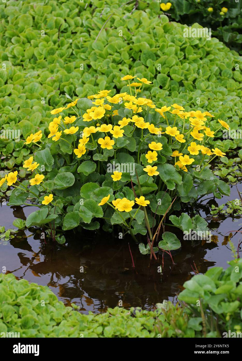 Marsh Marigold oder Kingcup, Caltha palustris, Ranunculaceae. Island. Stockfoto