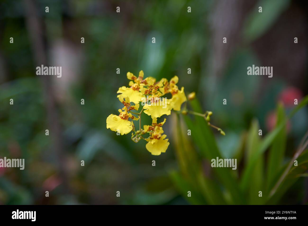 Tanzende Orchideen, Oncidium oder tanzende Puppe, goldene Duschorchideen leuchtend gelb mit braunen oder roten Markierungen Blüten wachsen in Clustern im Stockfoto