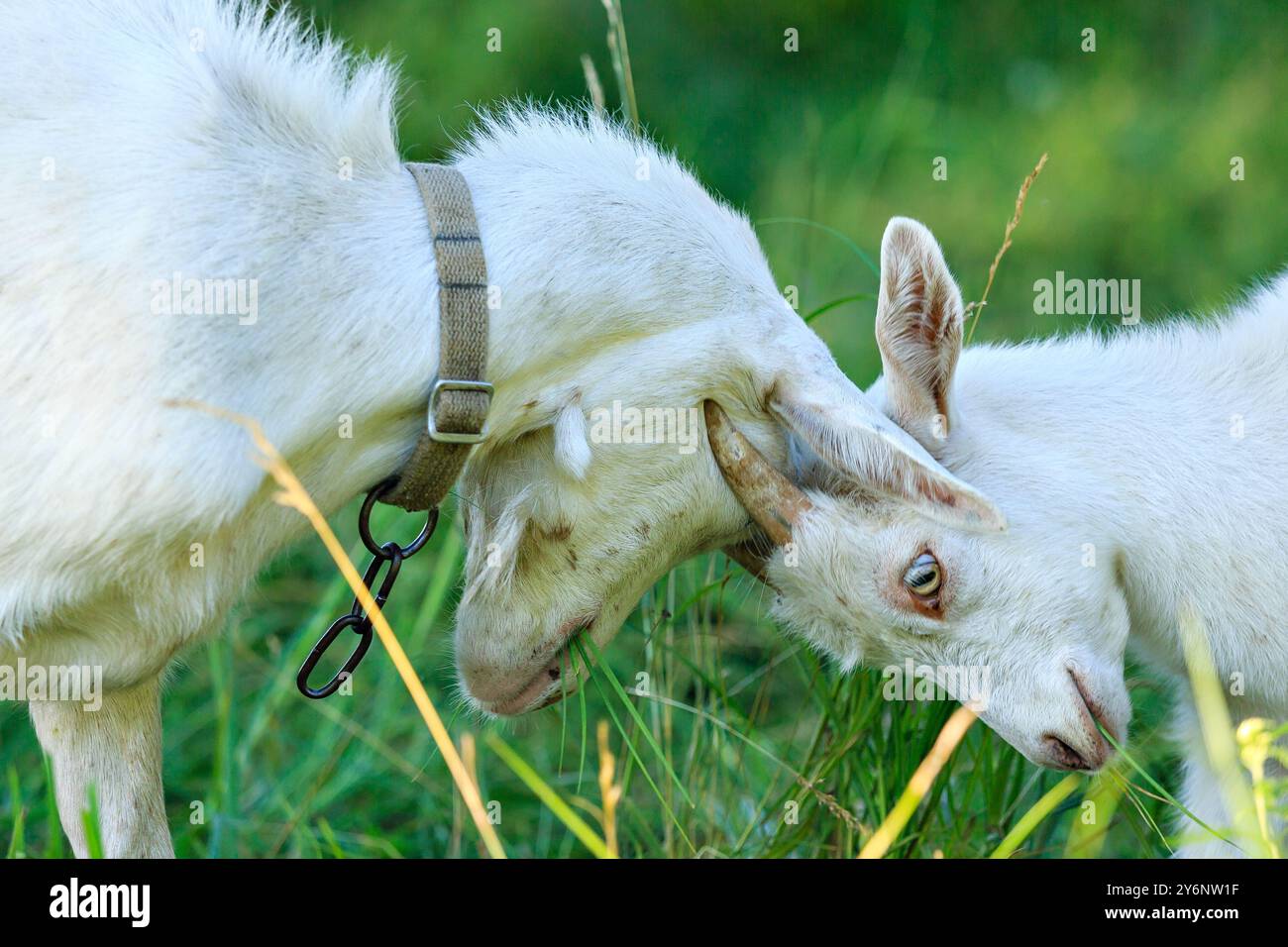 Zwei junge Ziege, die mit dem Kopf gegen sie kämpfte. Ziegen kämpfen. Stockfoto