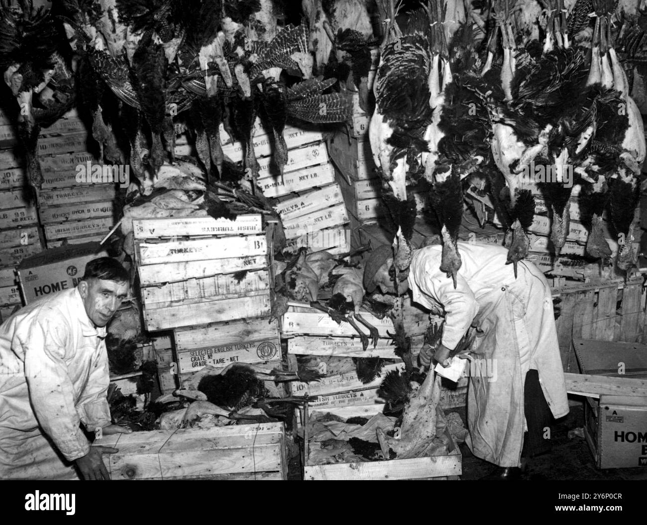 Smithfield Market, London; trotz der Vorhersage eines Engpasses an Truthühnern zu Weihnachten in diesem Jahr und der hohen Preise war der Smithfield Market eine geschäftige Szene mit Tausenden von Vögeln aus Heimat und Irland, die zu Preisen zwischen 5 und 6 pro Pfund verkauft wurden. Hier wird eine Partie irischer Truthühner auf dem Markt entladen. - 18. Dezember 1950 Stockfoto