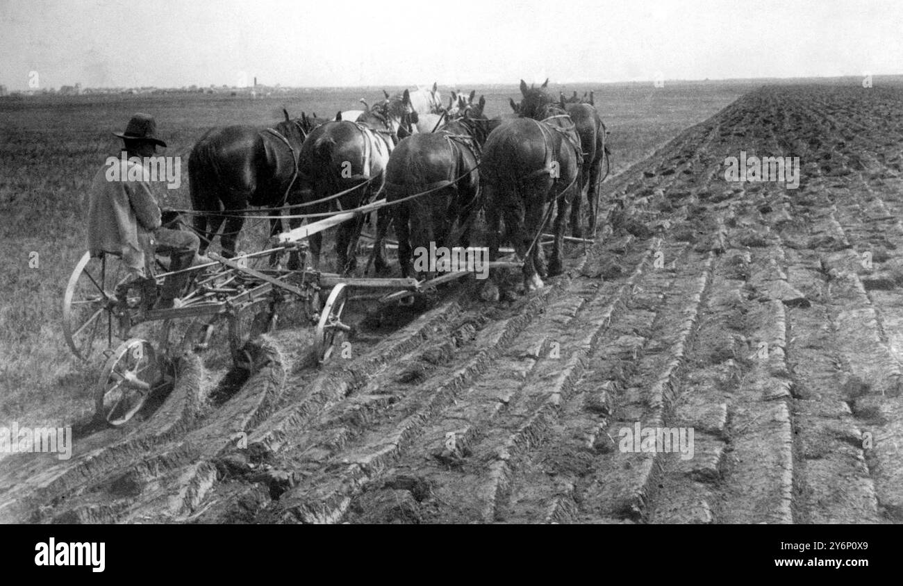 Ein Team von acht Pferden durchbricht die jungfräuliche Prärie westlich der Stadt High River, Alberta, in der Nachbarschaft der Canadian Ranch des Prince of Wales. 10. März 1921 Stockfoto