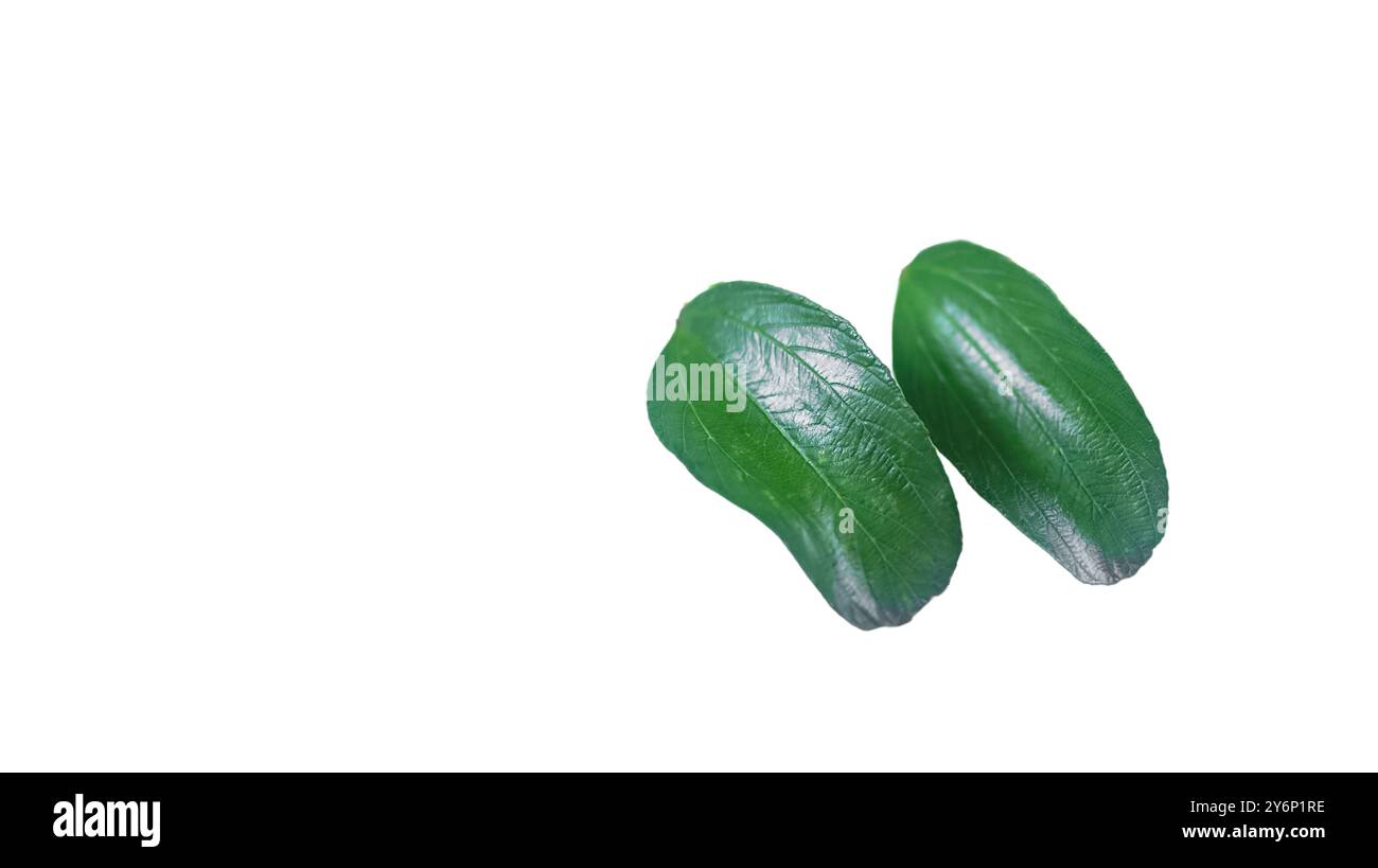 Schneiden Sie das Bild des Jujube-Blattes mit Schneidepfaden vor weißem Hintergrund aus, um die natürlichen Details und gezackten Kanten des Blattes für das Meer festzuhalten Stockfoto