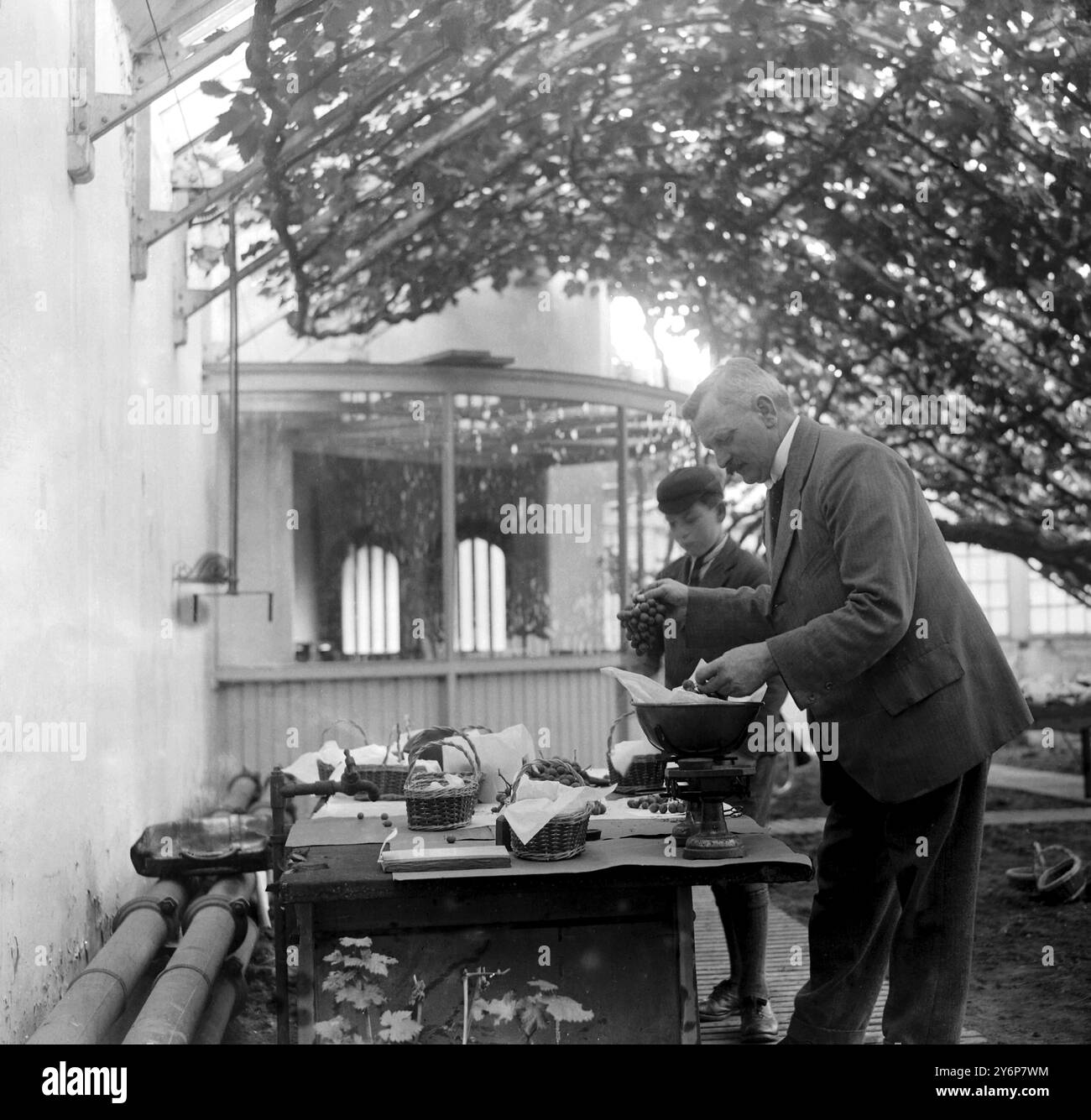 Trauben sammeln und wiegen in der Weinkellerei Hampton Court. 8/9/24 Stockfoto