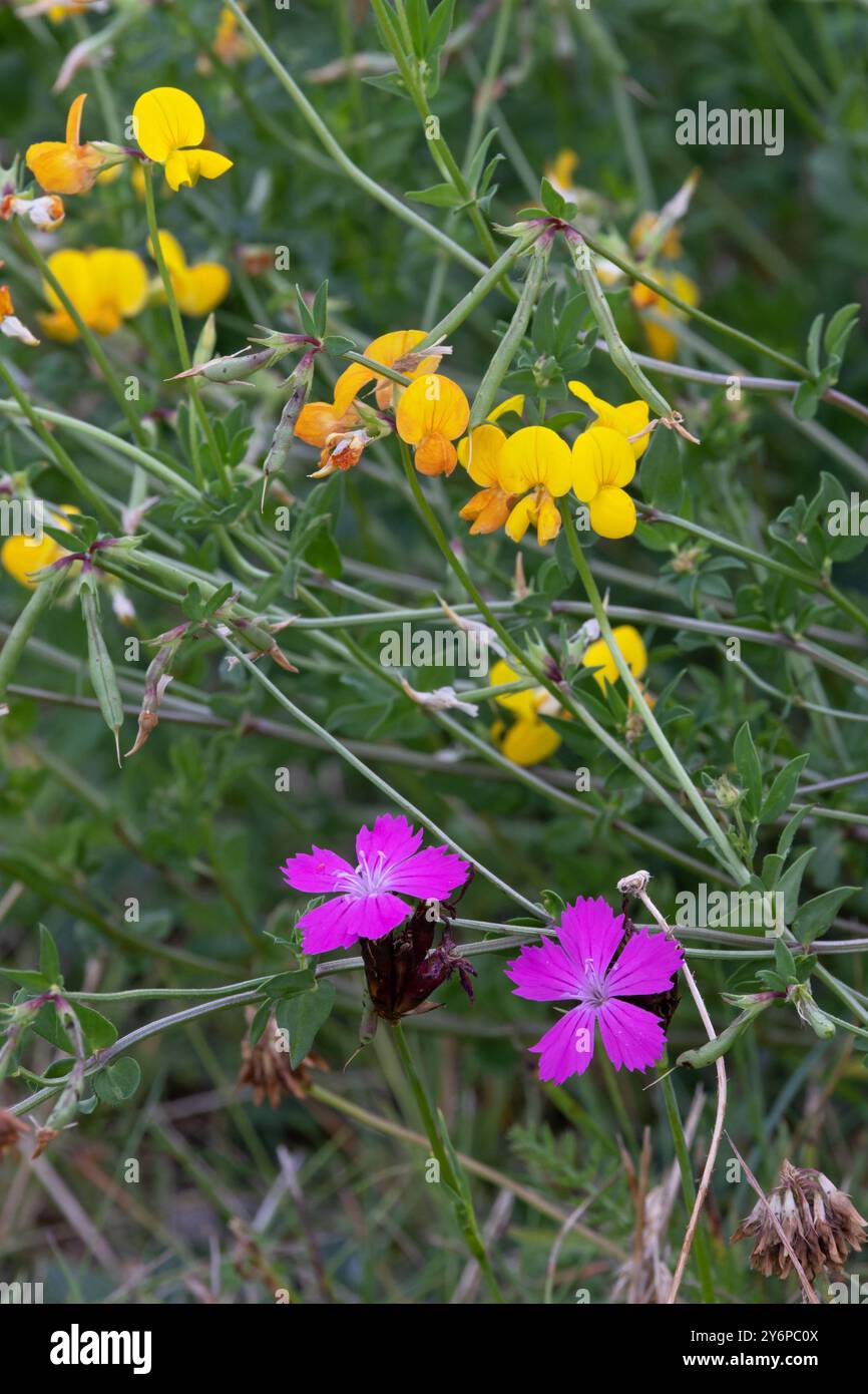 Kartäuserrosa (Dianthus carthusianorum) und Vogelfuss-Trefoil-Arten (Lotus) Schweiz August 2024 Stockfoto