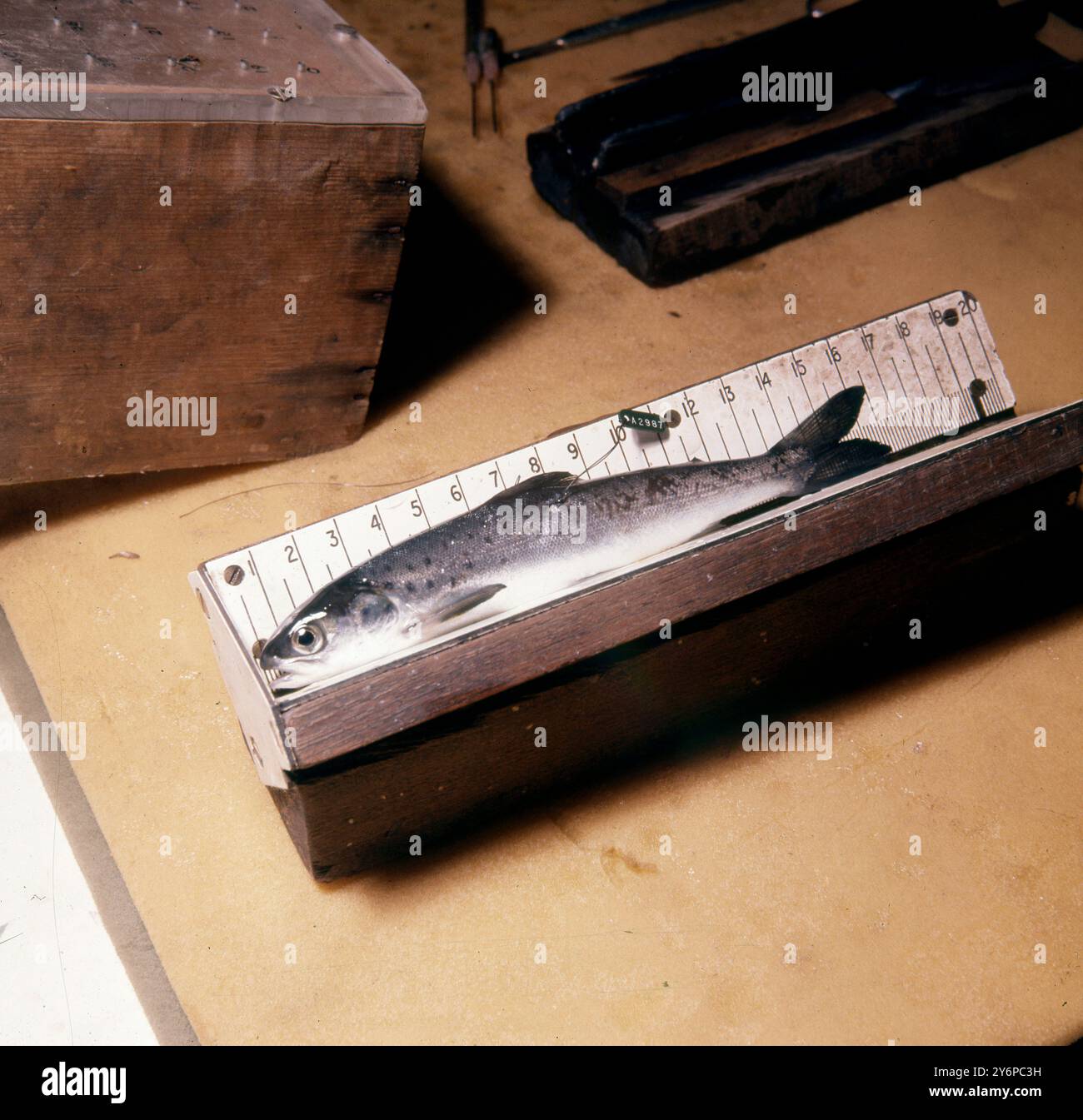 Scottish Salmon Fishing Industry : Ein markierter Smolt auf dem Messtisch , Scotland , UKCa 1978 Stockfoto