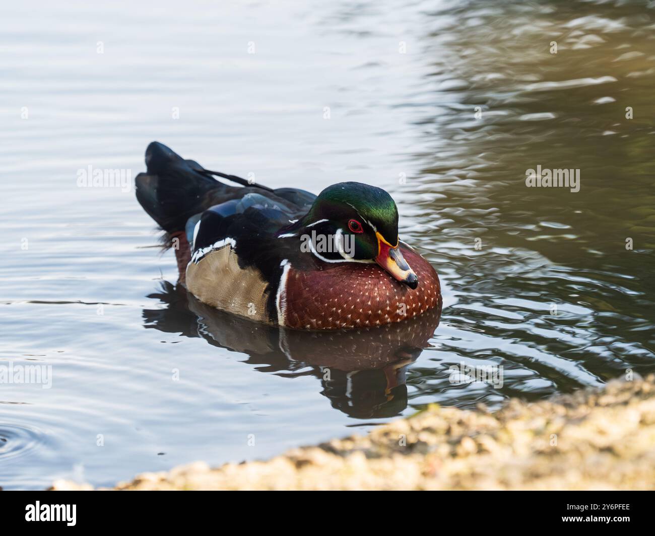 In Gefangenschaft gezüchtete männliche Holzente, Aix sponsa, im Llanelli Wetland Centre, Wales, Großbritannien Stockfoto