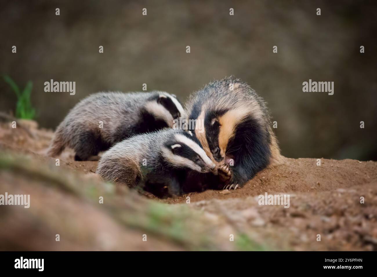 Eine Familie von Dachsen, die auf einem Erdhügel in ihrem natürlichen Lebensraum interagieren. Stockfoto