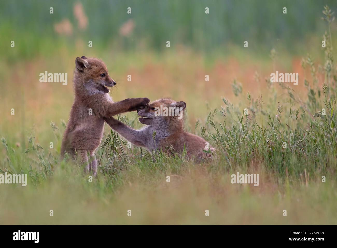 Zwei verspielte Fuchsjungen, die auf einem grasbewachsenen Feld interagieren und die Schönheit der Tierwelt in der Natur demonstrieren. Stockfoto