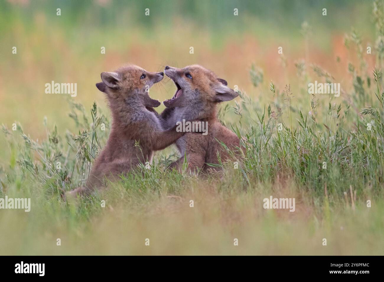 Zwei verspielte Fuchs-Kits für eine spielerische Interaktion auf einem grasbewachsenen Feld. Stockfoto