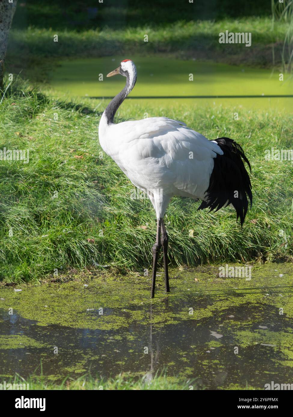 In Gefangenschaft gezüchteter, erwachsener Rotkräne oder japanischer Kran, Grus japonensis, im Llanelli Wetland Centre, Wales, Vereinigtes Königreich Stockfoto