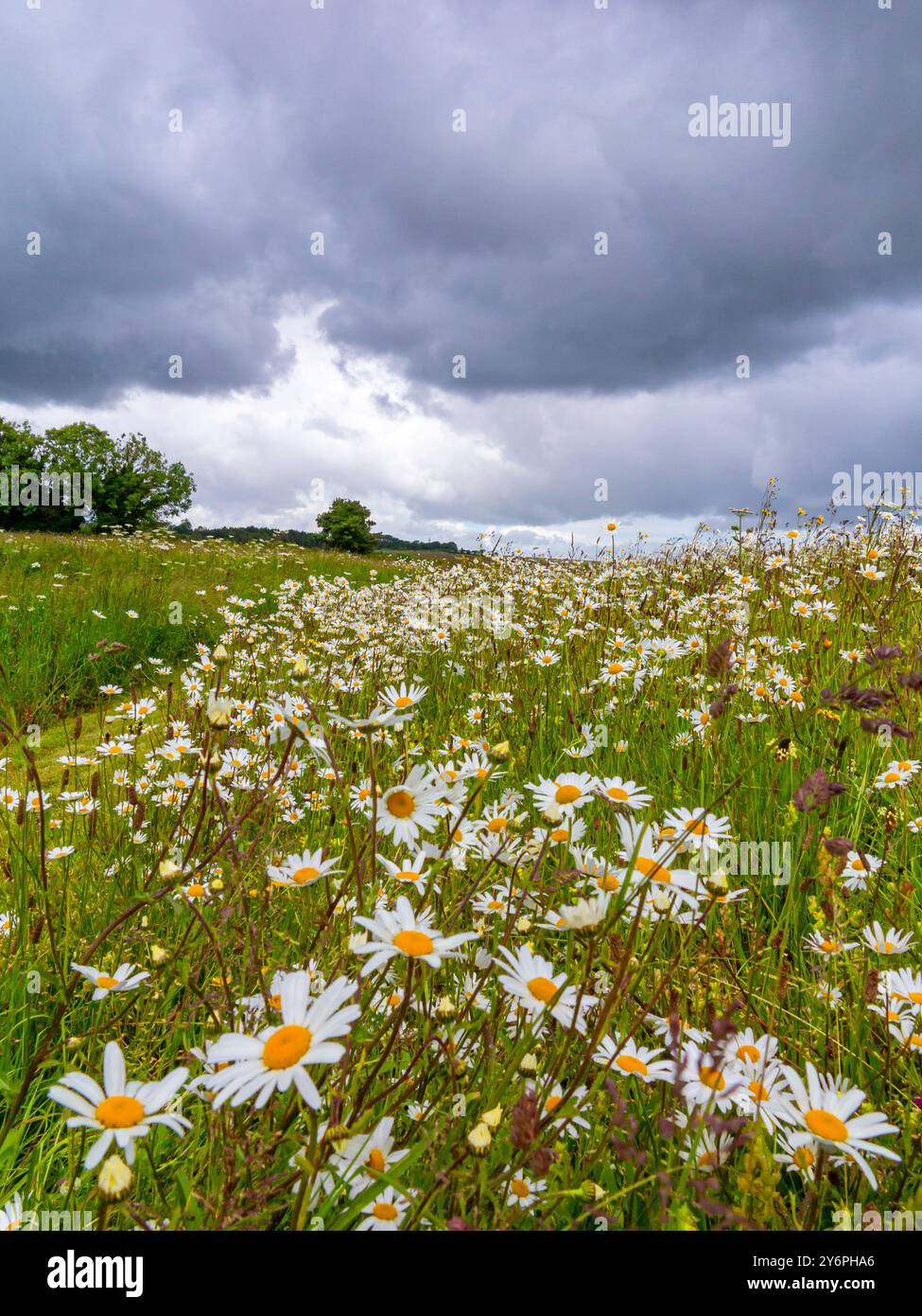 Feld im Sommer mit Himmel in der Nähe von Long Compton und den Rollright Stones an der Grenze zu Oxfordshire Warwickshire in der Region Cotswolds in England Großbritannien Stockfoto