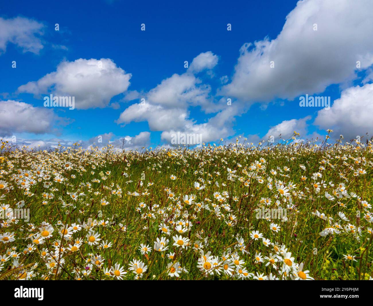 Wilde Blumen und Gräser wachsen im Sommer auf einem Feld mit blauem Himmel und weißen flauschigen Wolken darüber. Stockfoto