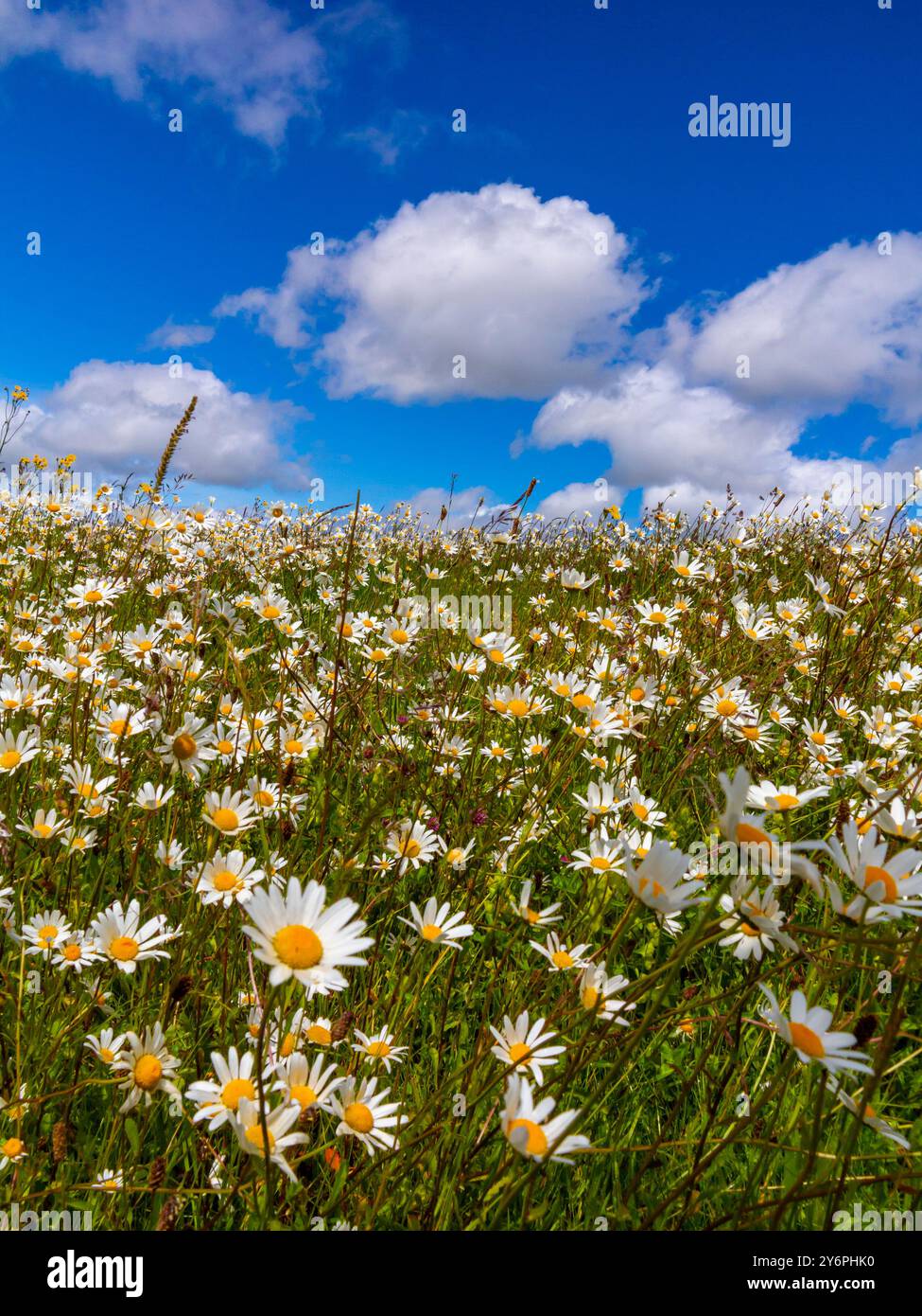 Wilde Blumen und Gräser wachsen im Sommer auf einem Feld mit blauem Himmel und weißen flauschigen Wolken darüber. Stockfoto