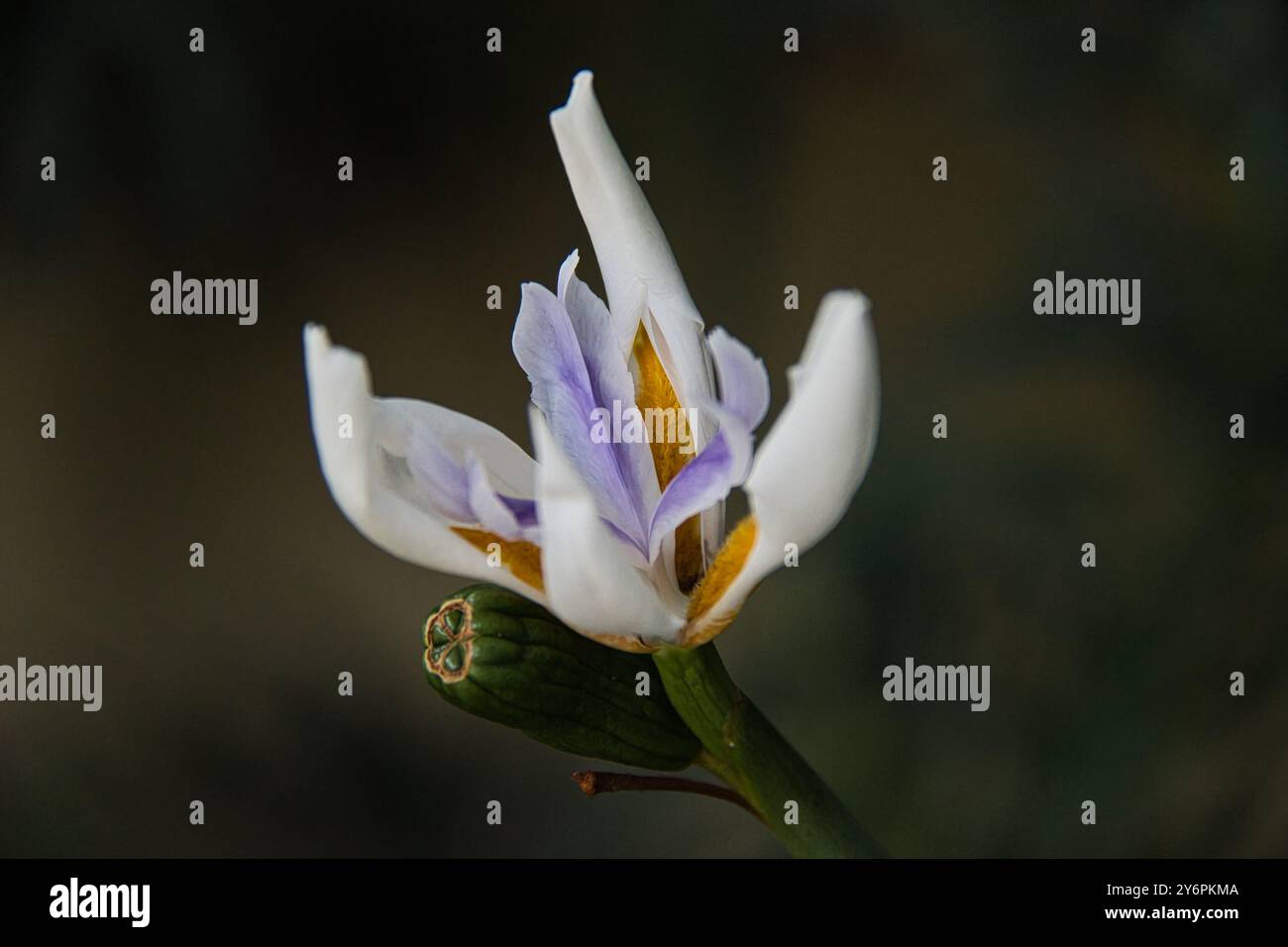 Im Vordergrund steht eine weiße Blume mit violetten Blüten. Die Blüte ist in der Mitte eines grünen Stängels Stockfoto