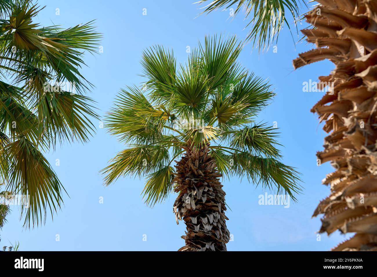 Kusadasi, Türkei - 1. September 2024: Eine Nahaufnahme von Palmen unter klarem Himmel in Kusadasi, Türkei, vermittelt ein Gefühl von Sommer, Entspannung und mediterraner Atmosphäre *** eine Nahaufnahme von Palmen unter klarem, blauem Himmel in Kusadasi, Türkei, vermittelt ein Gefühl von Sommer, Entspannung und mediterraner Atmosphäre Stockfoto