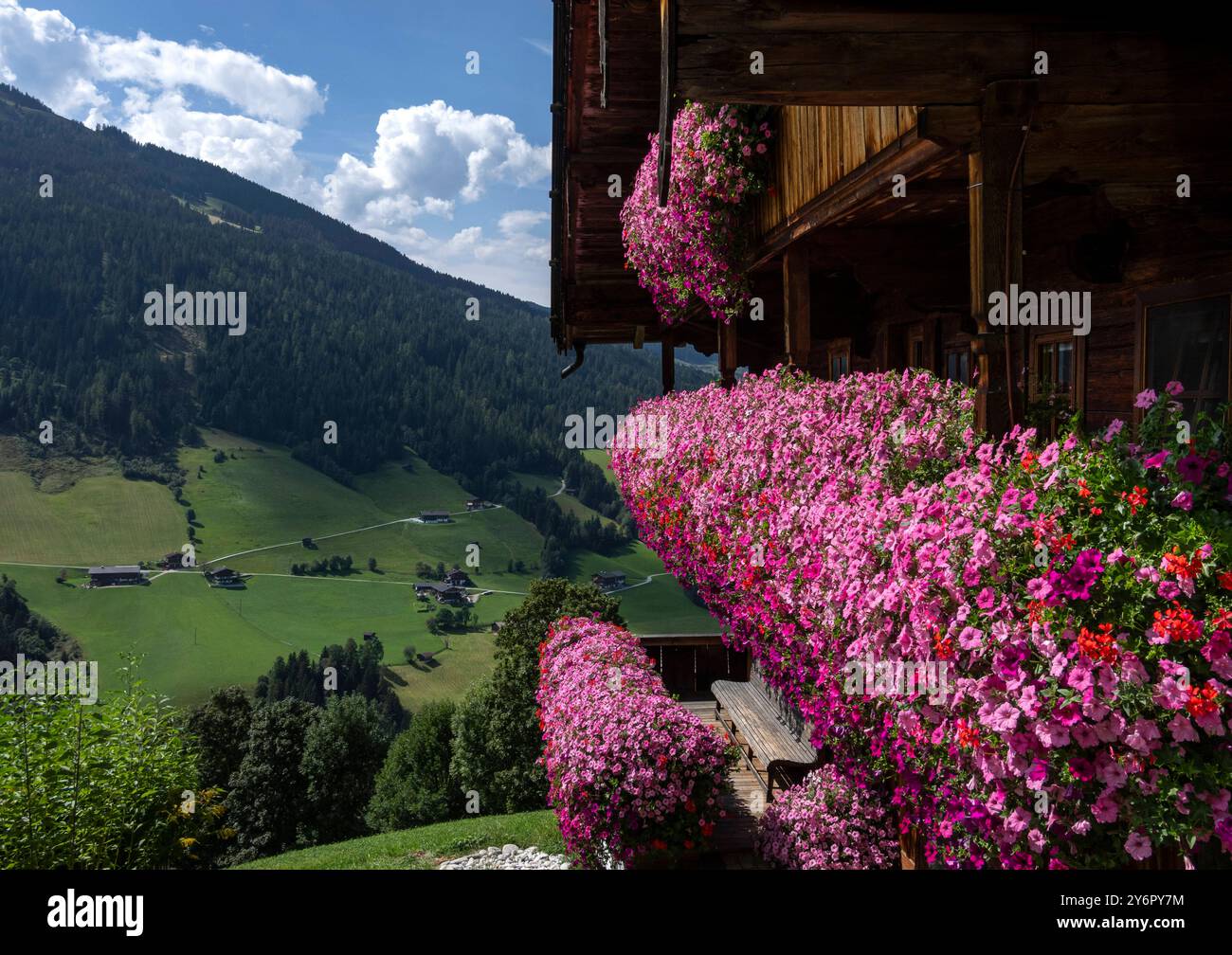 Alpbach: Blumen als Markenzeichen. - Eine unglaubliche Blütenpracht schmückt dieses typische Holzhaus oberhalb von Alpbach in den Kitzbühler Alpen Öst Stockfoto