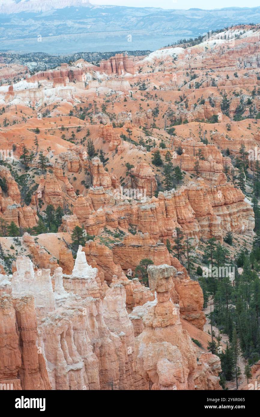 Bryce Canyon Top-Down-Foto, das einen Haufen Hoodoos an einem klaren Himmel zeigt. Das helle Orange und weiß der Hoodoo-Strukturen sorgt für guten Kontrast Stockfoto