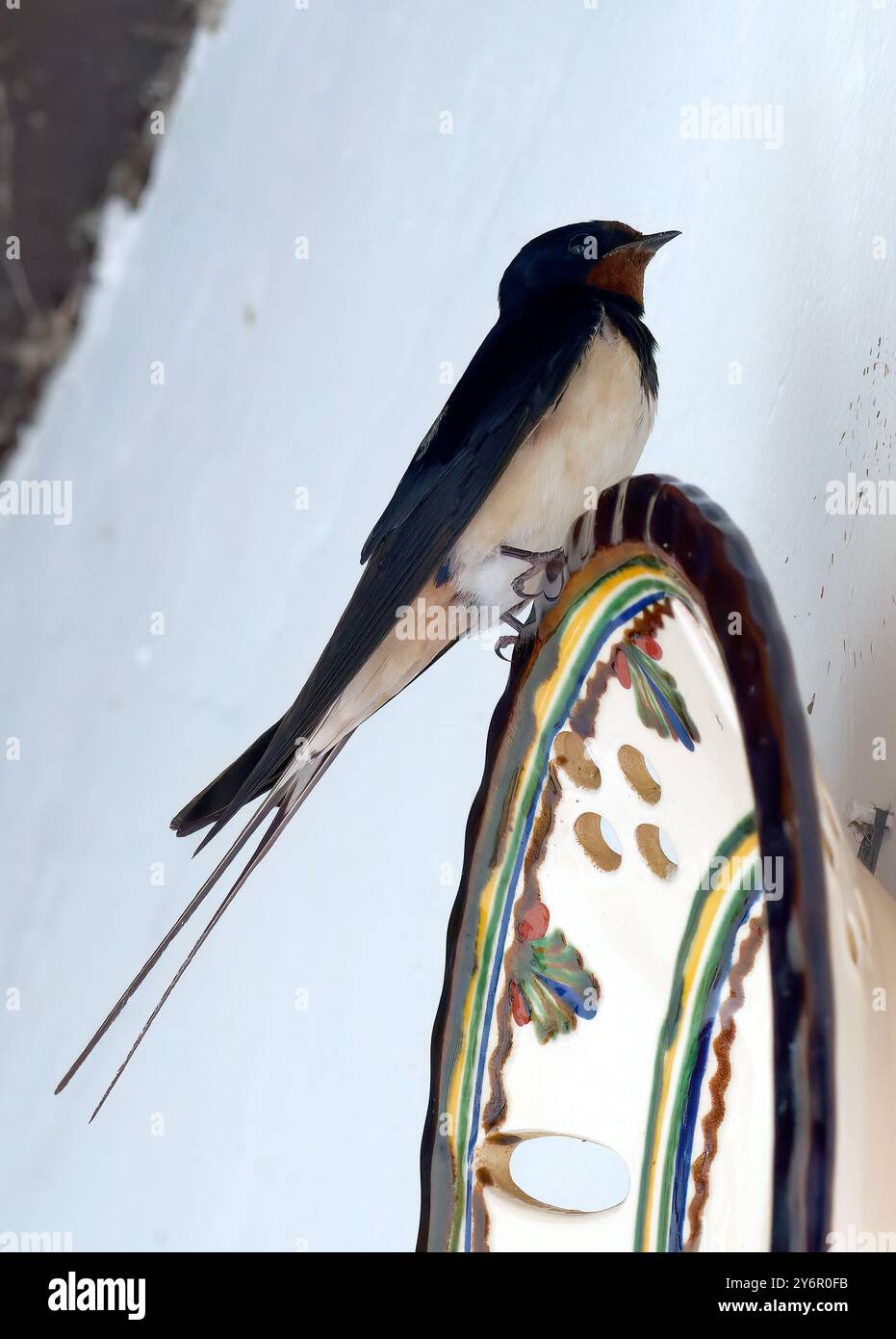 Scheune Swallow, Rauchschwalbe, Hirondelle rustique, Hirundo rustica, füsti fecske, Hortobágy, Ungarn, Magyarország, Europa Stockfoto