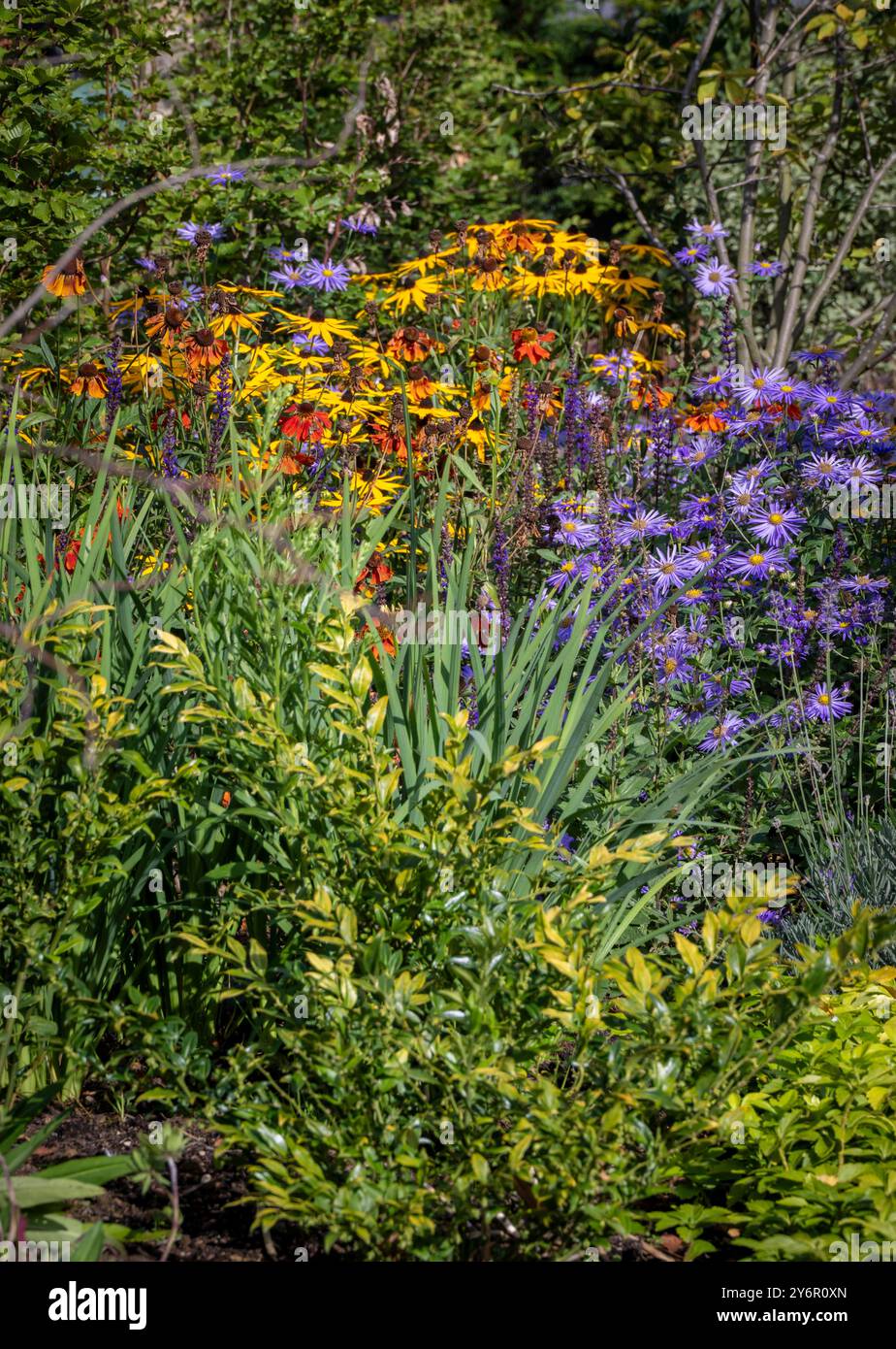 Ein krautiger Rand in der Herbstsonne mit gelben Rudbeckia, orange und rote Helium und blassvioletten Astern in Blüte in einem britischen Garten Stockfoto