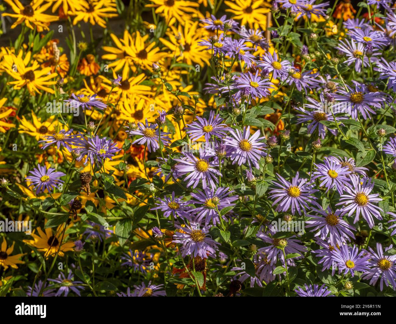 Eine krautige Grenze in der Herbstsonne mit gelben Rudbeckia und blassvioletten Astern in Blüte, in einem britischen Garten Stockfoto