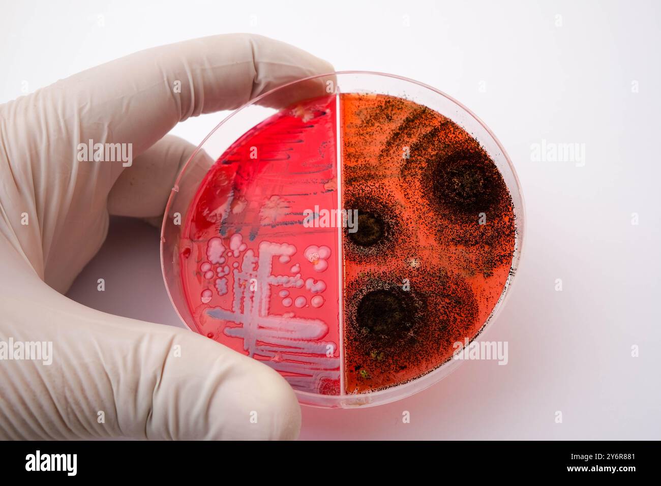 Eine Hand mit Handschuhen, die eine Petrischale mit Bakterien- und Pilzkulturen auf einem roten Agar-Medium hält Stockfoto