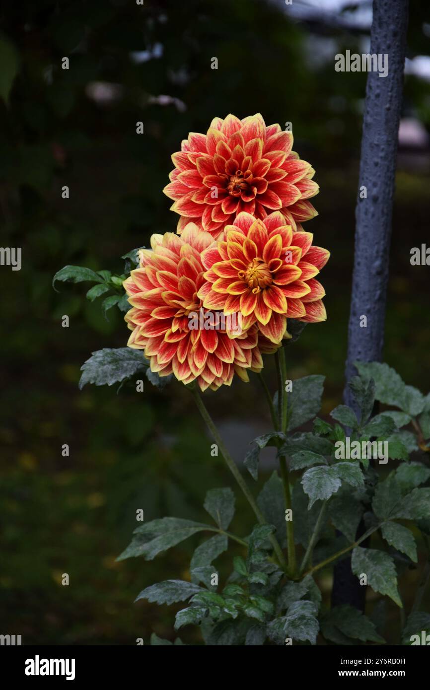 Fiori Arancioni su sfondo verde di Villa Taranto Stockfoto