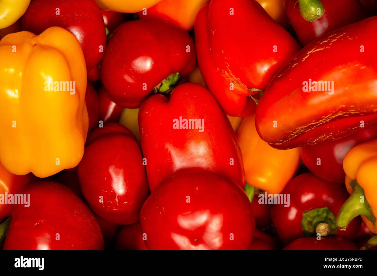 Eine bunte Auswahl frischer Paprika in verschiedenen Farben. Stockfoto
