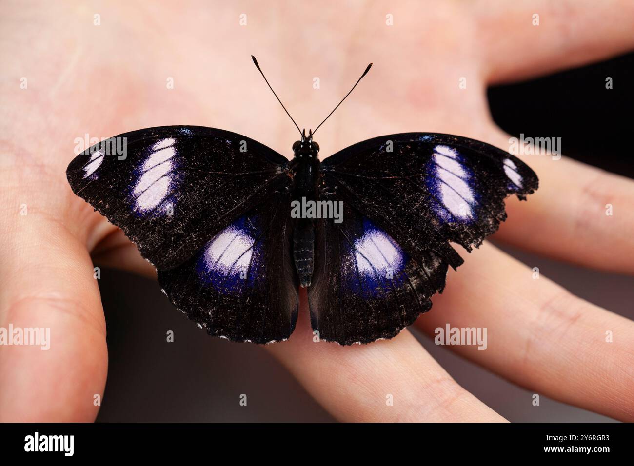 Große Eierfliege, Hypolimnas Bolina Schmetterling landete auf der Hand des Fotografen Stockfoto