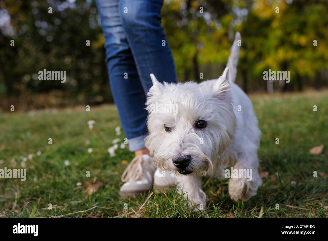 Ein kleiner weißer Hund läuft auf dem Gras neben einem Mann in blauen Jeans. Ein fröhlicher Hund spaziert in einem Herbstpark, der Hund läuft Stockfoto