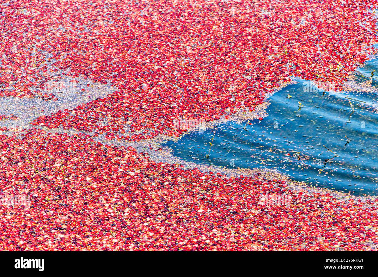 Rote Rip Cranberries, die auf dem Wasser schwimmen und auf die Ernte warten, in einem Québec Cranberry Moor. Roter Hintergrund mit Wasser. Stockfoto