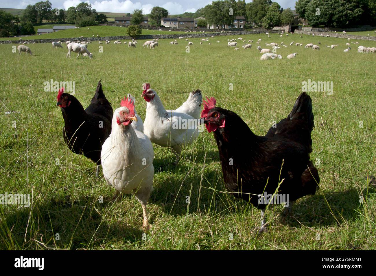 Freilandhühner in Askrigg, Wensleydale, Yorkshire Dales, England Stockfoto