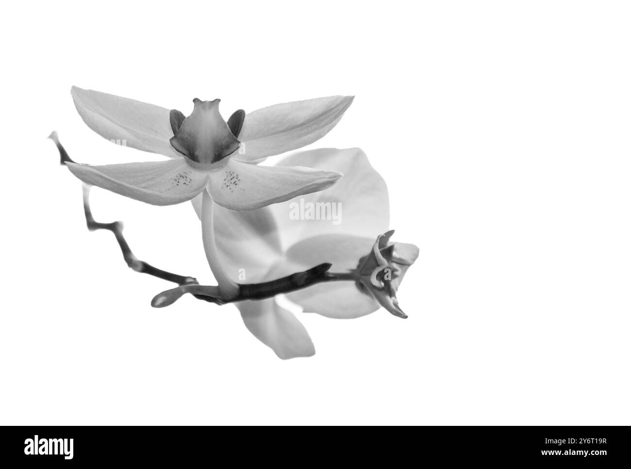 Schwarz-weiße Nahaufnahme einer Orchideenblume mit weißem Hintergrund, die die zarten Blütenblätter und komplizierten Details hervorhebt. Stockfoto