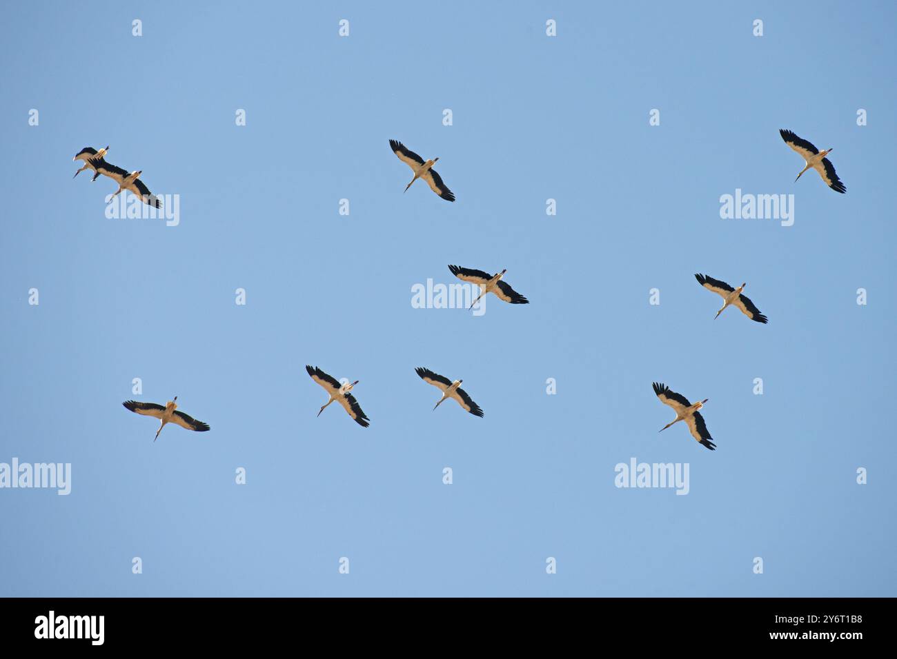 Weißstörche (Ciconia ciconia), Großgruppen fliegen, Algarve, Portugal, Europa Stockfoto