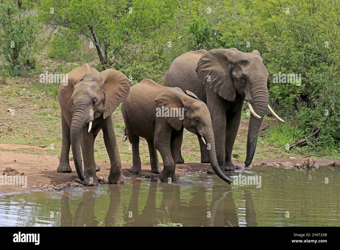 Afrikanischer Elefant (Loxodonta africana), Jugendliche, Mutter, Erwachsene, Weibchen, Mutter mit zwei Jungtieren, am Wasser, trinken, Kruger-Nationalpark, Kruge Stockfoto