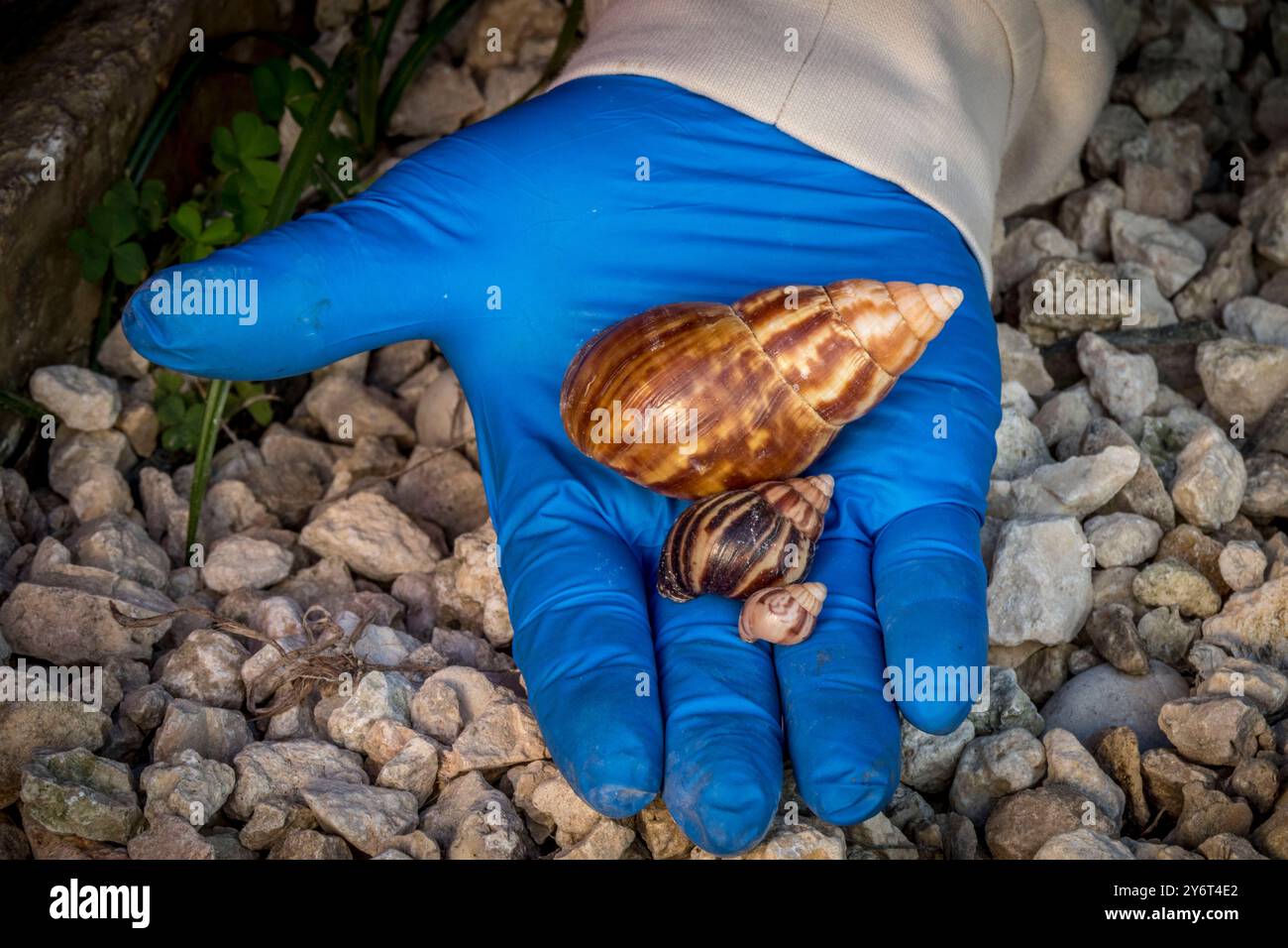 Invasive Riesige Afrikanische Schnecken, Puerto Rico Stockfoto
