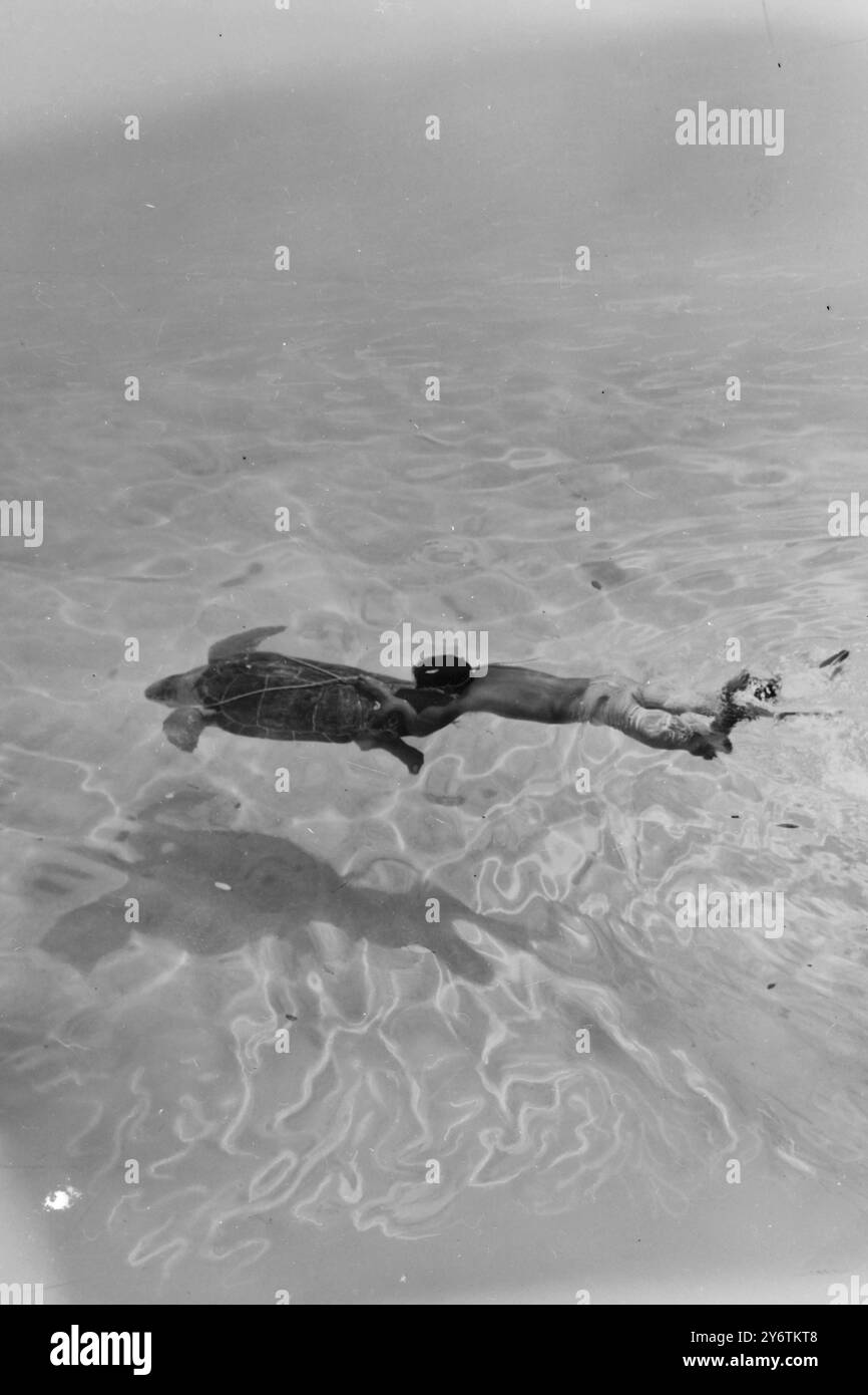 SCHWIMMEN MIT SCHILDKRÖTEN IN MEXIKO 10. OKTOBER 1961 Stockfoto