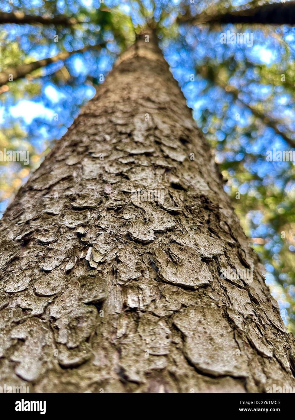 Das Foto zeigt eine Nahaufnahme von Baumrinde, umgeben von Büschen an einem sonnigen Sommertag. - Smartphone-aufgenommenes Stockfoto