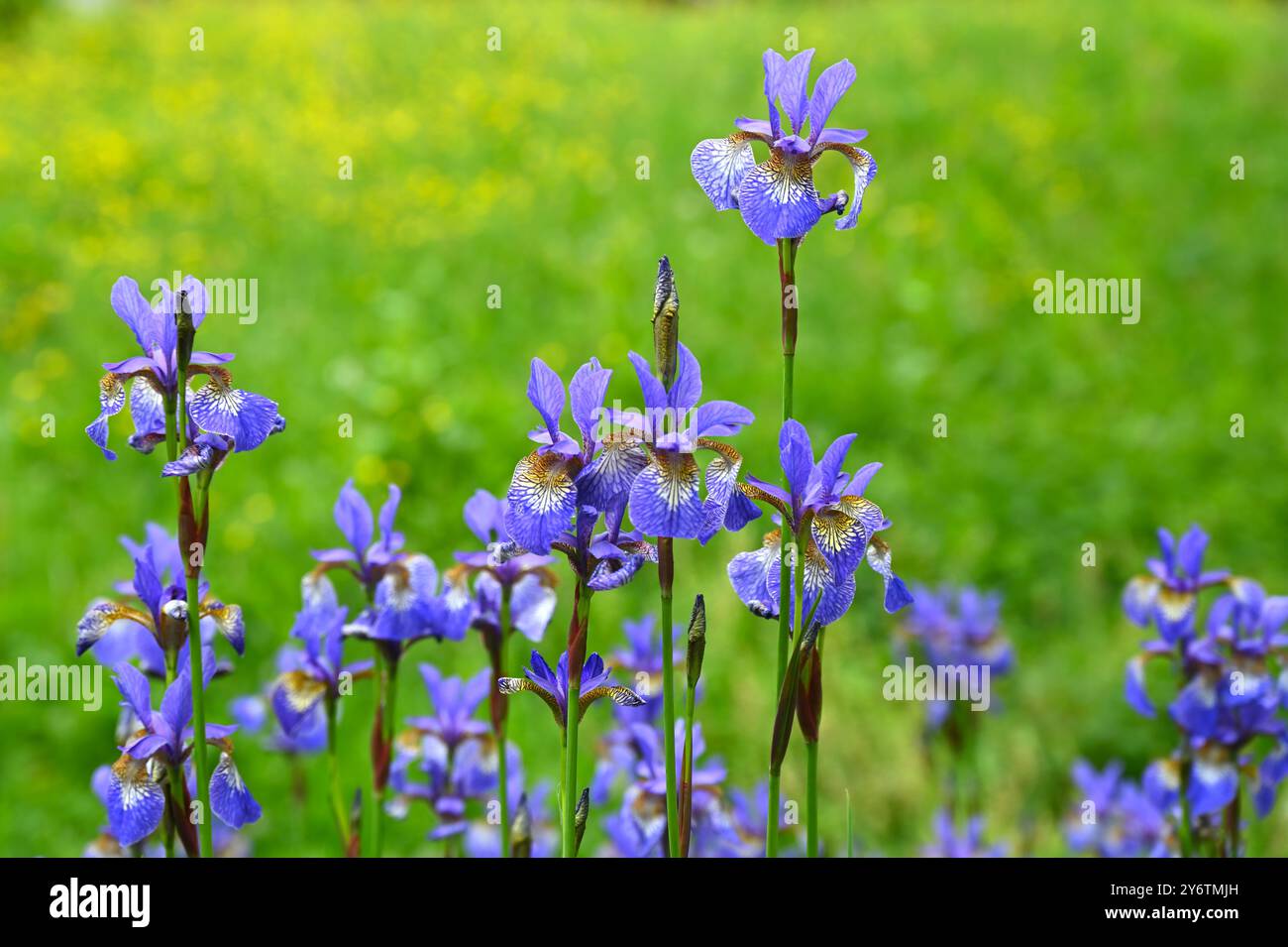 Blaue Frühlingsblumen von Iris sibirica UK Garden Mai Stockfoto