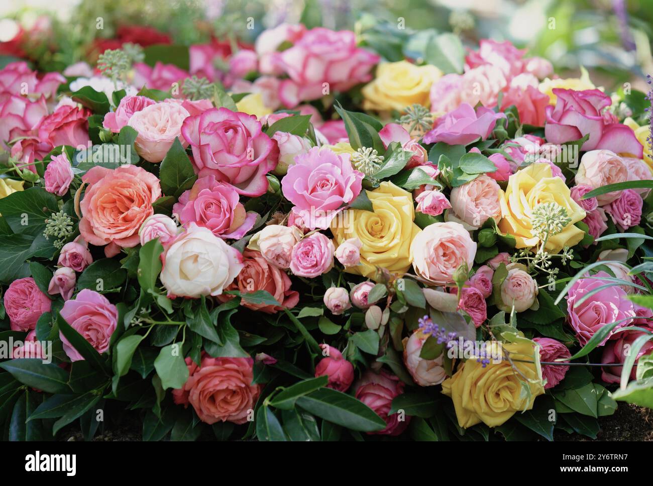 Ein Trauerkranz aus orangen, rosa, gelben und weißen Rosen und einem weißen Band liegt auf einem frischen Grab auf einem Friedhof Stockfoto