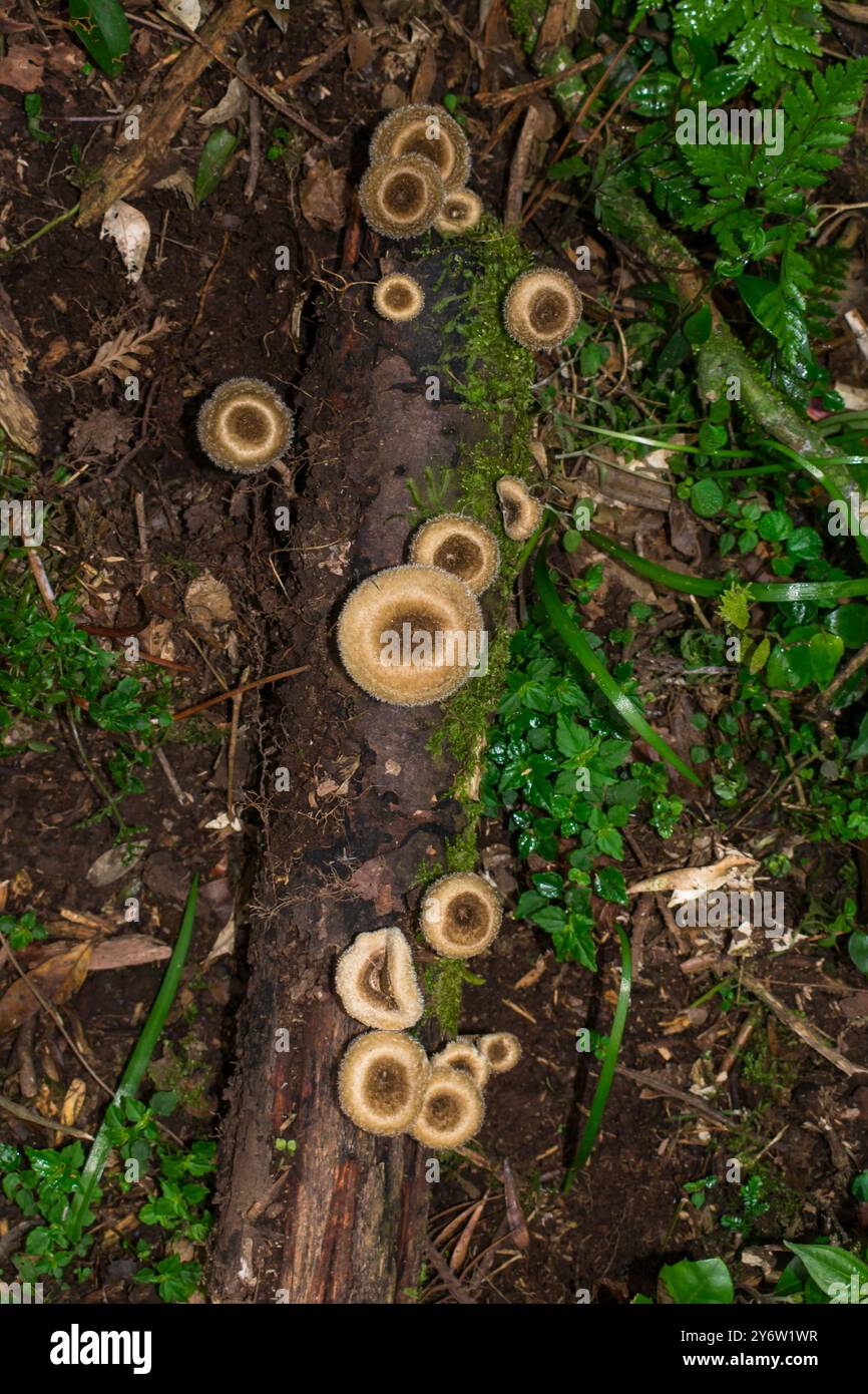 Gesäumte Sägemelpilze (Lentinus crinitus) - wilde essbare Pilze in São Francisco de Paula, Süden Brasiliens Stockfoto