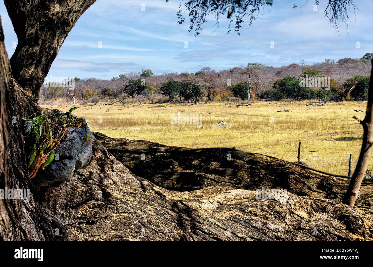Blick auf das afrikanische Buschveld entlang des Dett Vlei von der Sikumi Tree Lodge Stockfoto Blick auf das afrikanische Buschveld entlang des Dett Vlei von der Sikumi Tree Lodge Stockfoto