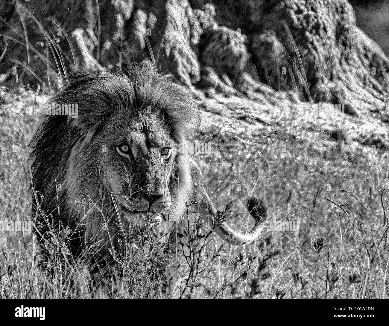Ein großer männlicher Löwe, der durch das lange Gras der Ngweshla Pan im Hwange-Nationalpark zieht Stockfoto