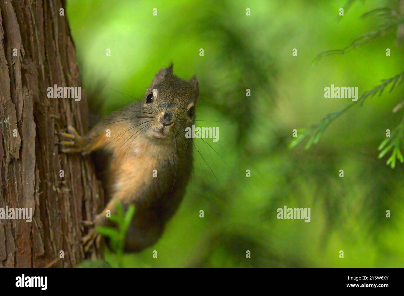 Ein Douglas-Eichhörnchen ((Tamiasciurus douglasii), das sich an einem Baumstamm in einem dicht bewaldeten Gebiet von Coquitlam, B.C., Kanada festhält - zugewandte Kamera. Stockfoto